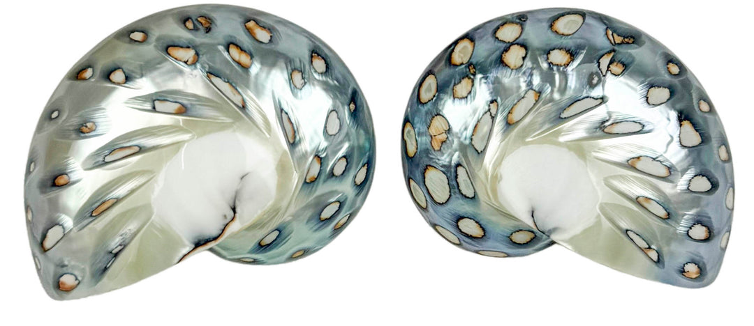 Julietta Exclusive Nautilus Shell Earrings in Blue